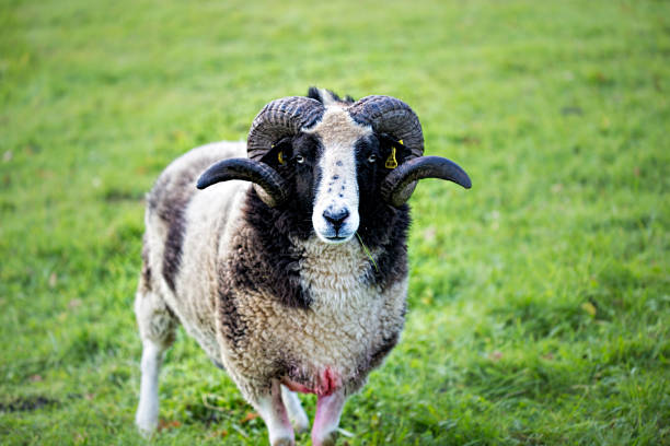 istock Male sheep horns 670506388