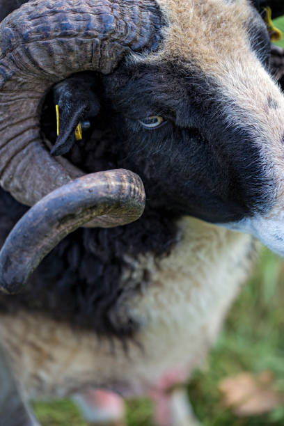 istock Male sheep horns 670506392