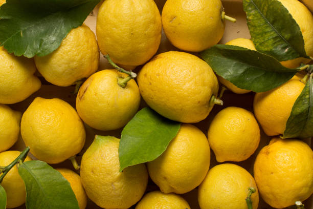istock Lemons with leaves and stems 670507034