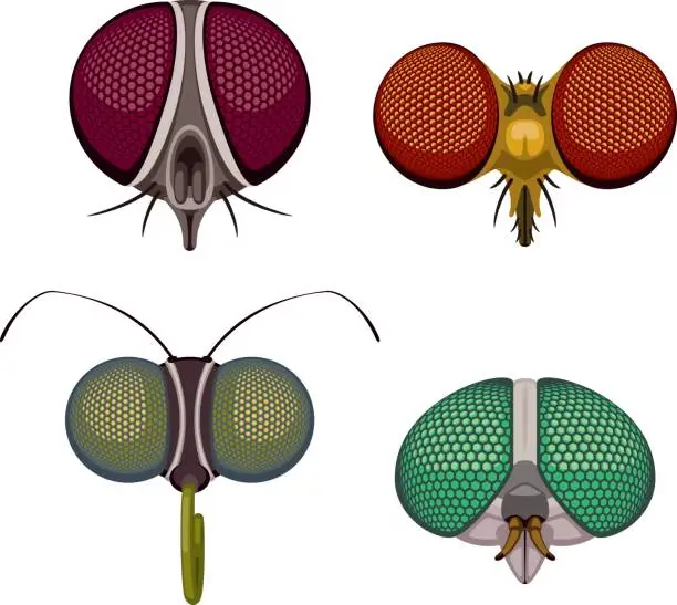 Vector illustration of Insect eyes