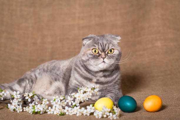 istock Cat with easter eggs and branch of blossoming cherry. 670510276