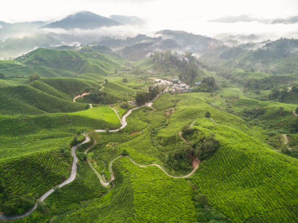 Cameron highland tea plantation Malaysia cameron montana stock pictures, royalty-free photos & images