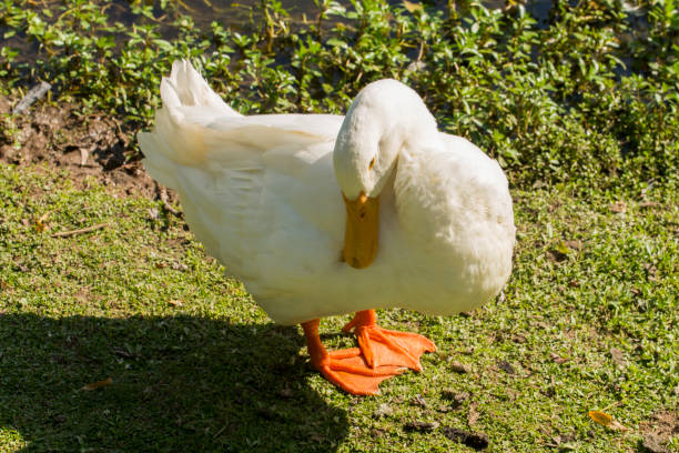 istock Duck outside Buenos Aires, Argentina. 670513920
