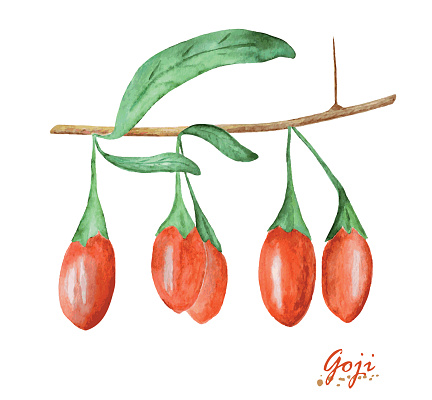 Watercolor Goji berries isolated on white background. Hand painting realistic illustration on paper. Vintage design vector.