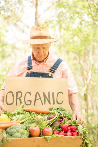 granjero masculino adultos mayor cosechas verduras orgánicas de la granja. - radish vegetable farmers market gardening fotografías e imágenes de stock