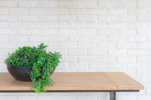 interior of green leaves plant in clay bowl and wood table bar, white brick wall background
