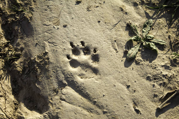 istock Dog footprint on land 670521178