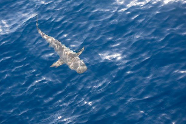 istock Blacktip Reef Shark in Palau 670521592