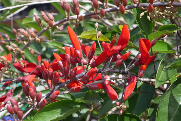 istock Inflorescences of an eskhinantus 670526142