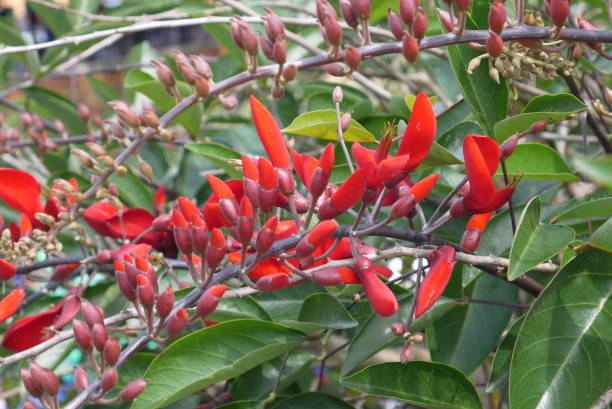 istock Inflorescences of an eskhinantus 670526146