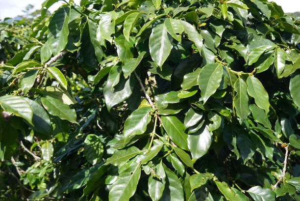Coffee tree Glossy leathery leaves of an evergreen coffee tree frangula alnus stock pictures, royalty-free photos & images