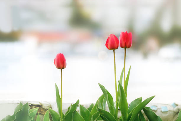 3 つの赤いチューリップ - growth tulip cultivated three objects ストックフォトと画像