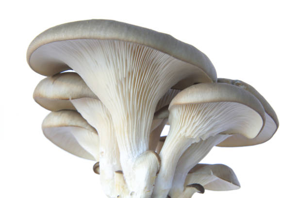 Oyster mushroom  (Pleurotus ostreatus) stock photo