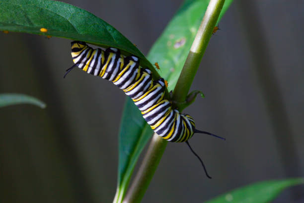 istock The caterpillar of a monarch butterfly 670536390