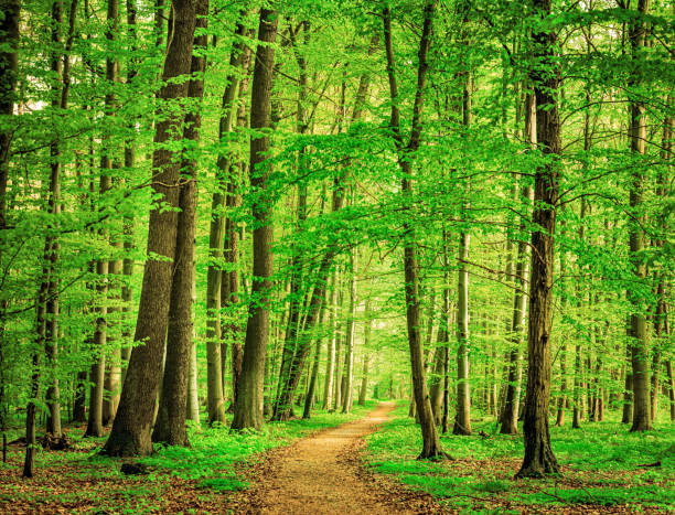 vert forêt au printemps - arbre à feuilles caduques photos et images de collection