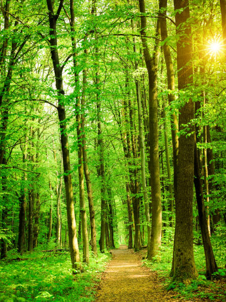 sentier de la forêt de hêtre arbre - beech leaf tree green leaf photos et images de collection