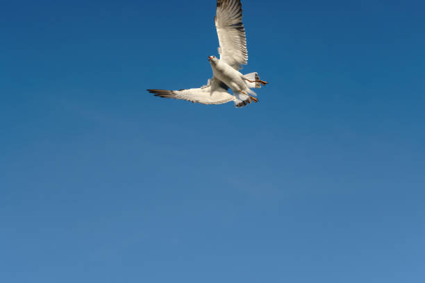 oiseau flips sur le ciel clair - action alertness animal bird photos et images de collection