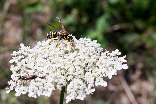Wasp on flowers. Slovakia