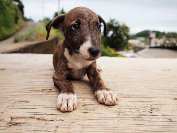 istock puppy in the caribbean 670544070