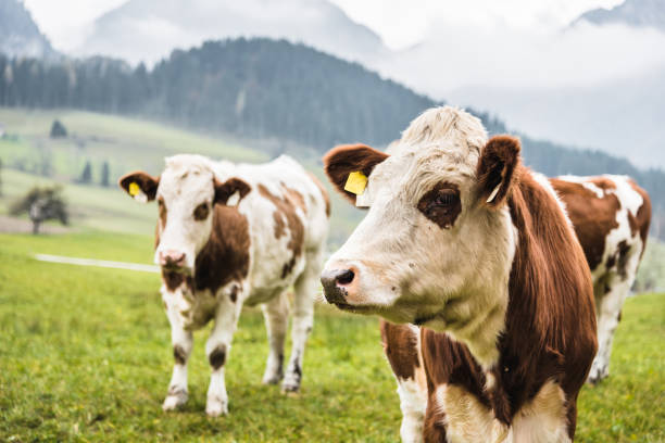 istock cows on pasture in austrian alps 670546688