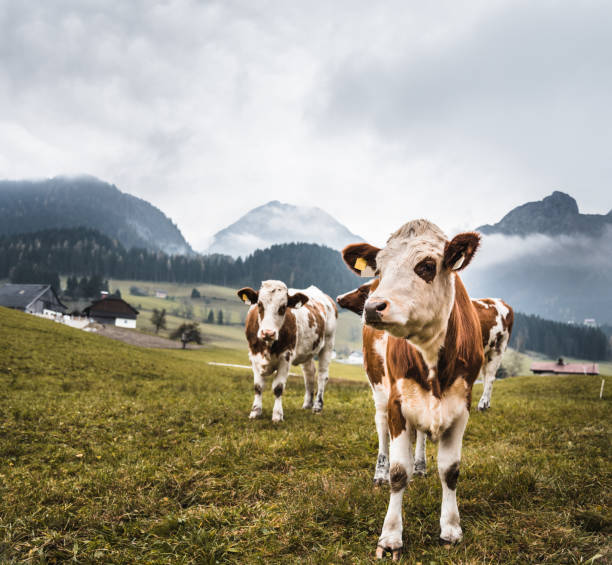 istock cows on pasture in austrian alps 670547118