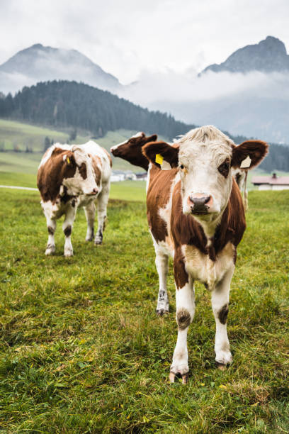 istock cows on pasture in austrian alps 670547690
