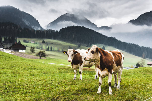 vacas en el pasto en alpes austríacos - milk european alps agriculture mountain fotografías e imágenes de stock