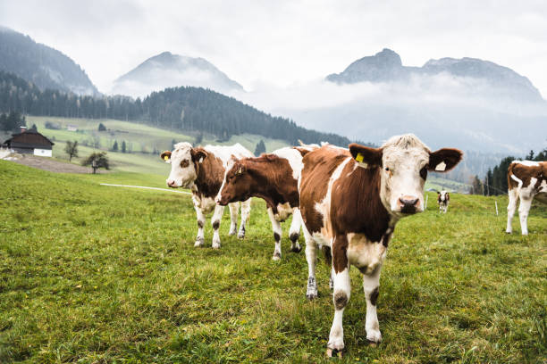 vacas en el pasto en alpes austríacos - mountain pastures fotografías e imágenes de stock