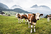 cows on pasture in austrian alps