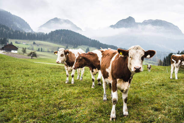 cows on pasture in austrian alps - milk european alps agriculture mountain imagens e fotografias de stock