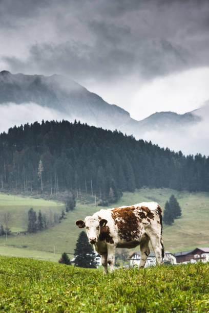 istock cows on pasture in austrian alps 670550208