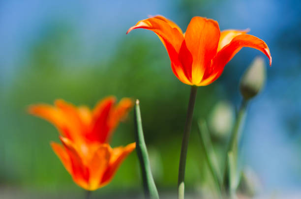 Bright orange Greigii (Tulipa Toronto) tulips blooming on a sunny spring day with green parkland background
