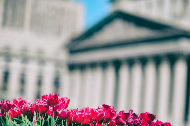 Springtime Tulips in front of the Courthouse