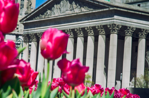 istock Springtime Tulips in front of the Courthouse 670550848