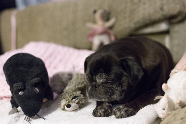 istock black pug named adelheid and her friends 670551332