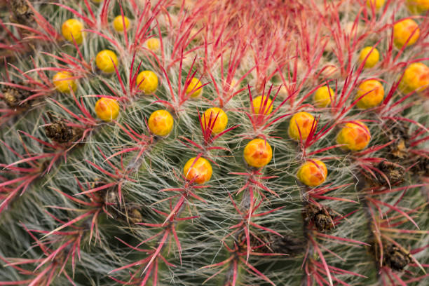 istock Cactus plant with spikes close up 670554236