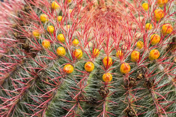 istock Cactus plant with spikes close up 670554472