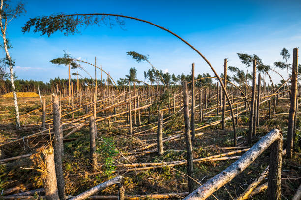 istock Destroyed forest as an effect of strong storm 670563474