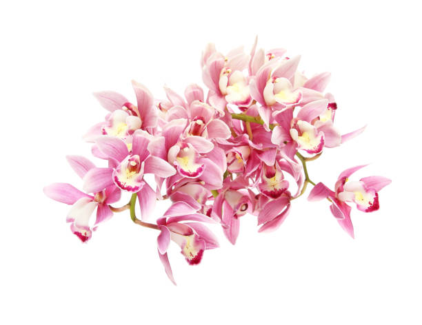 istock Flower head of cymbidium 670563734