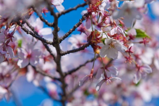 istock Cherry blossom, Prunus serrulata, sakura 670564176