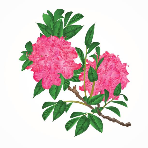 Flowers pink rhododendrons twig vintage vector Flowers pink rhododendrons twig Mountain shrub vintage vector illustration rhododendron stock illustrations
