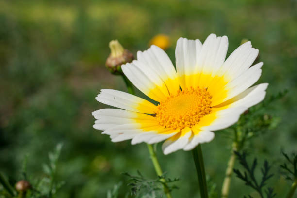 Located in Pani Hill overlooking the city of Athens, a field of Daisies (Glebionis segetum) bring blooming life in early Spring, a few hours before sunset.