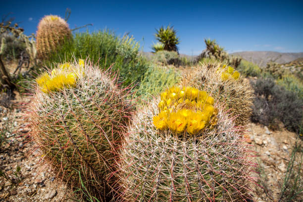 istock California Barrel Cacti (Ferocactus cylindraceus) - Anza-Borrego Desert 670573496