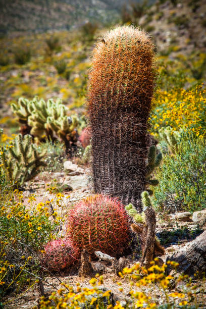 Three California barrel cacti (Ferocactus cylindraceus) of various sizes and maturity, among teddy bear and Gander’s cholla cacti, and flowering brittlebush.