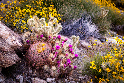 This is a photograph of a flowering Joshua tree growing in the desert landscape of the California national park in spring.