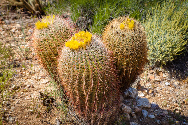 California barrel cacti in midday sun in Plum Canyon of Anza-Borrego Desert State Park.