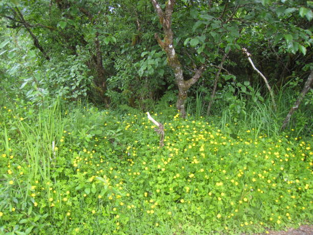 istock wild yellow flowers in Alaska 670578290