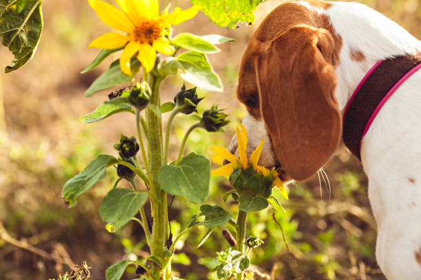 istock A Dog In The Garden 670581246