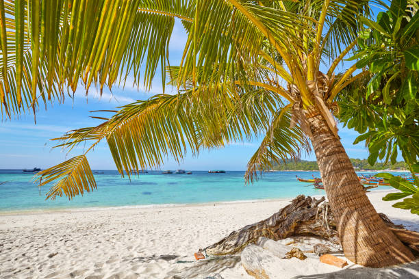 istock Palm on a beautiful tropical beach, Thailand. 670581270