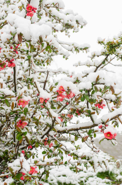 istock quince bush and snow 670581386